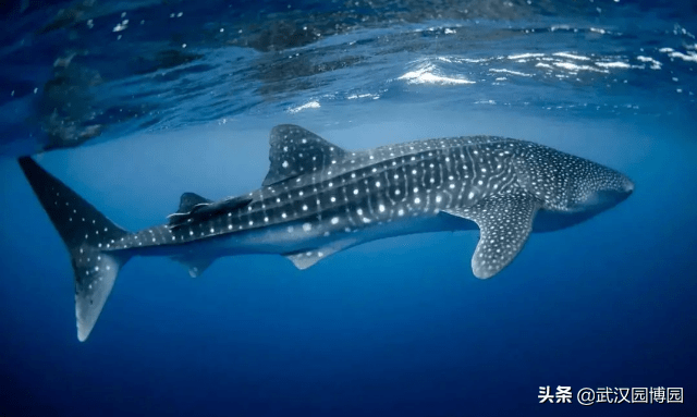 东海鲸鲨队鏖战燕山黑豹队,电竞杯赛爆冷,转换速度占优。客场静默反击的简单介绍 东海鲸鲨队鏖战燕山黑豹队,电竞杯赛爆冷,转换速度占优。客场静默反击的简单介绍