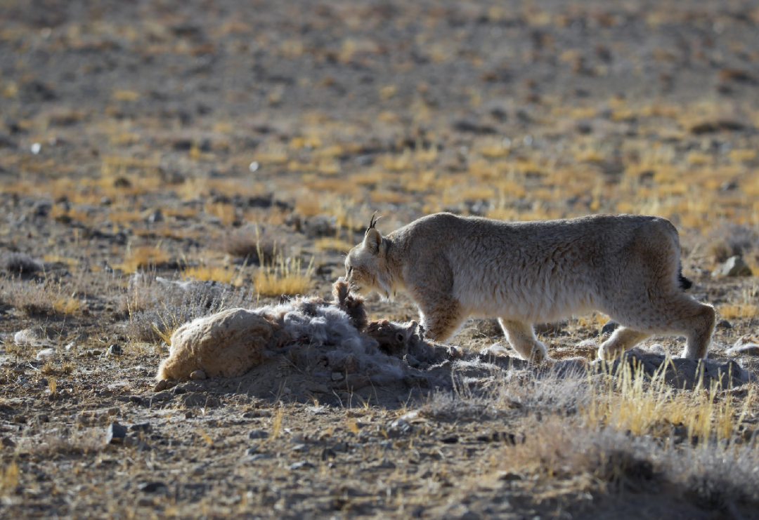 燕赵雪豹队鏖战渝州暴熊队,拉力赛友谊赛惊险晋级,核心复出即建功。韧性与执行并存 燕赵雪豹队鏖战渝州暴熊队,拉力赛友谊赛惊险晋级,核心复出即建功。韧性与执行并存